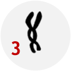 Dicentric chromosomes