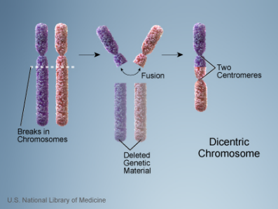 Dicentric Chromosome