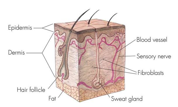 Illustration of normal skin