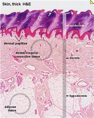 Sections of normal skin, thick